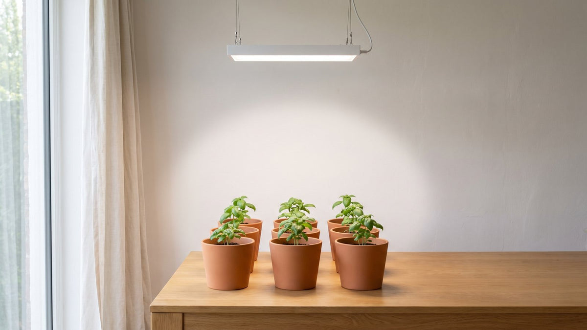 Ahşap masada üçer sıra hâlinde dizilmiş terracotta saksılarda fesleğenler ve üzerlerinde asılı ince beyaz LED bar