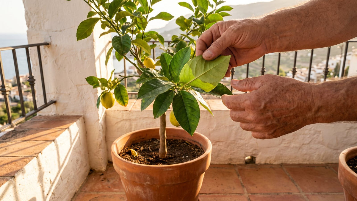 Terracotta saksıdaki limon ağacının bir yaprağını elleriyle çevirip alt yüzeyine bakan kişi, badanalı balkon duvarı
