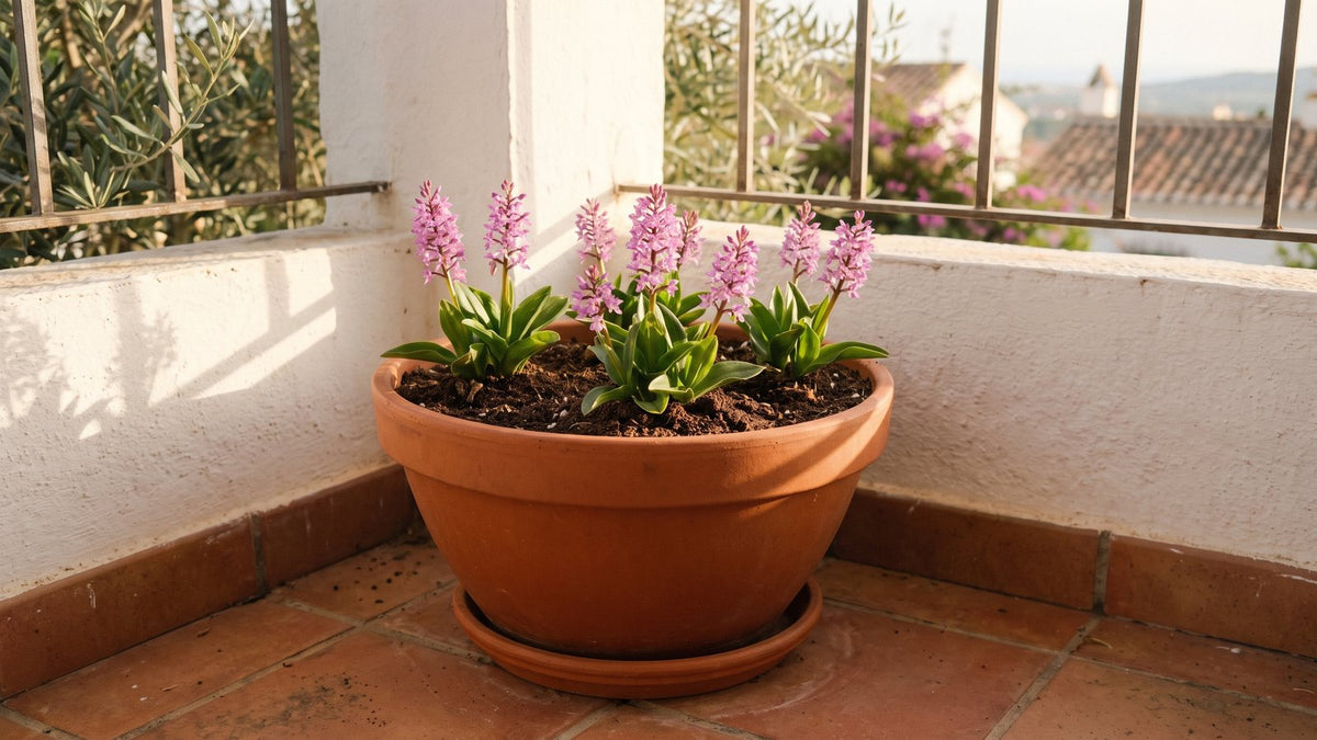 Beyaz badanalı balkon köşesinde altlıklı geniş terracotta saksıda, gevşek harçta çiçek açmış pembe başaklı salep orkideleri