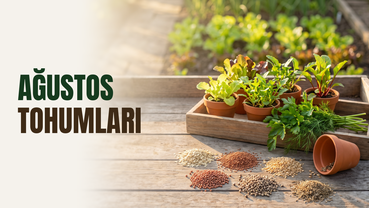 Ağustos ayında ekilecek tohumlar – geç yaz altın ışığında ahşap kasada marul, roka ve pazı fideleri, taze maydanoz ve dereotu demeti, önde marul, roka, tere, turp, maydanoz ve dereotu tohumu yığınları