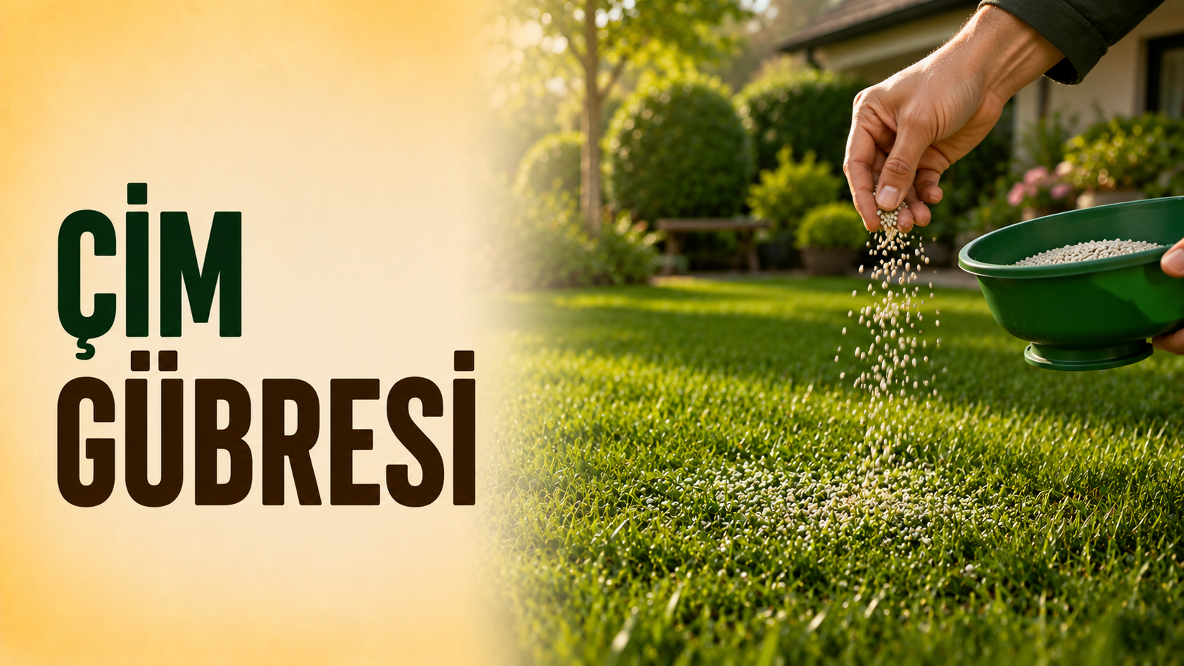Yeşil çim alanına elle granül çim gübresi serpilmesi