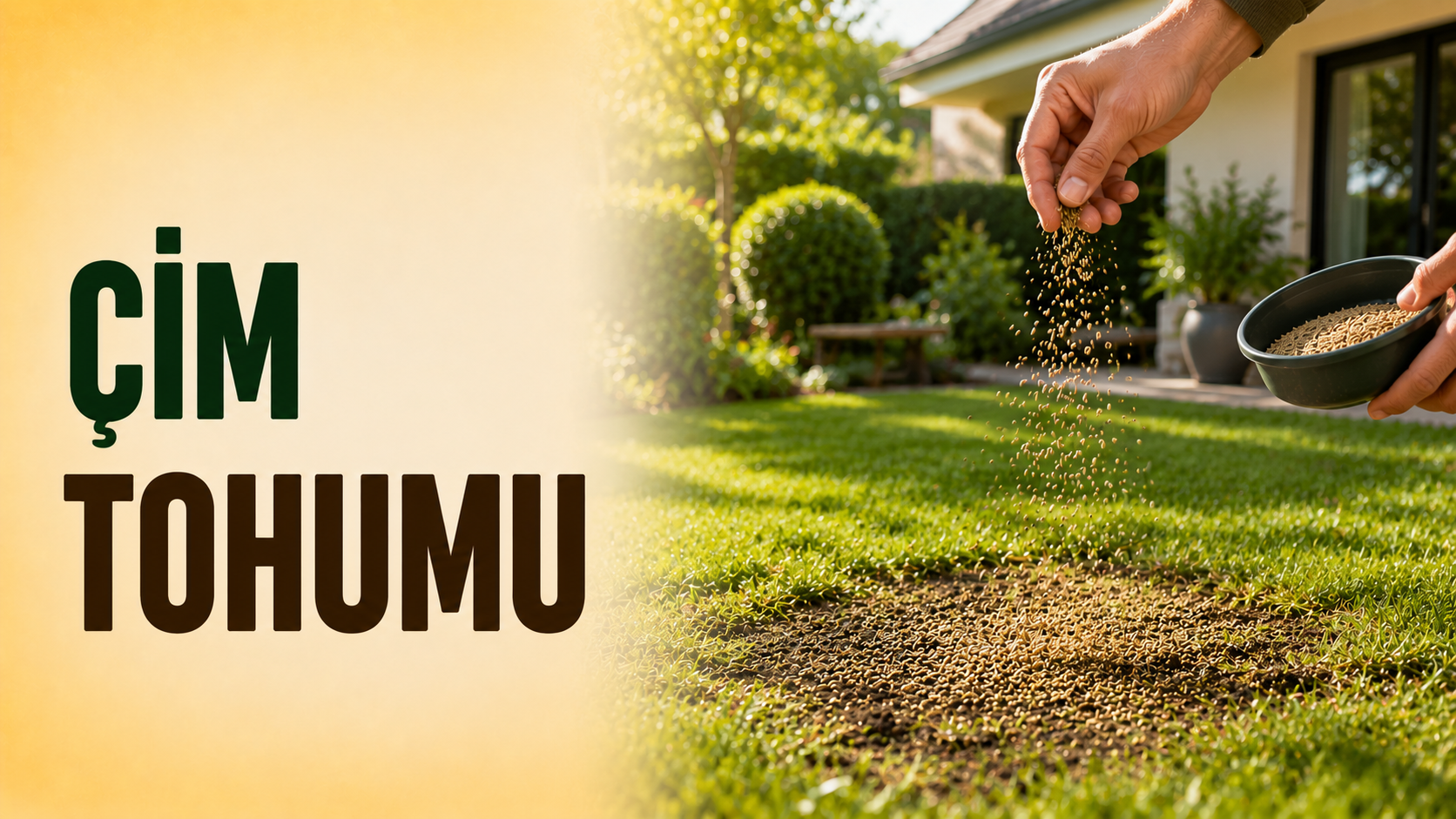 Çim alandaki boş bölgeye elle çim tohumu serpilmesi – yeni çim tesisi ve yenileme