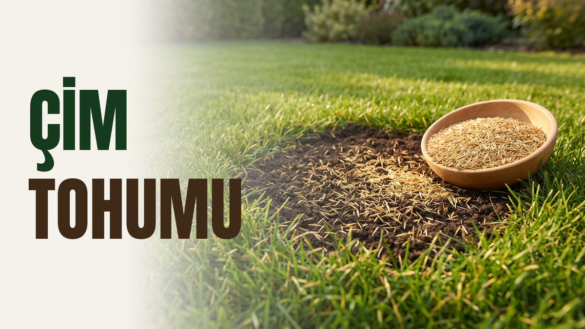 Çim tohumu – bahçede seyrelmiş çim alanına serpilmiş altın sarısı çim tohumları ve yanında tohum dolu ahşap kase