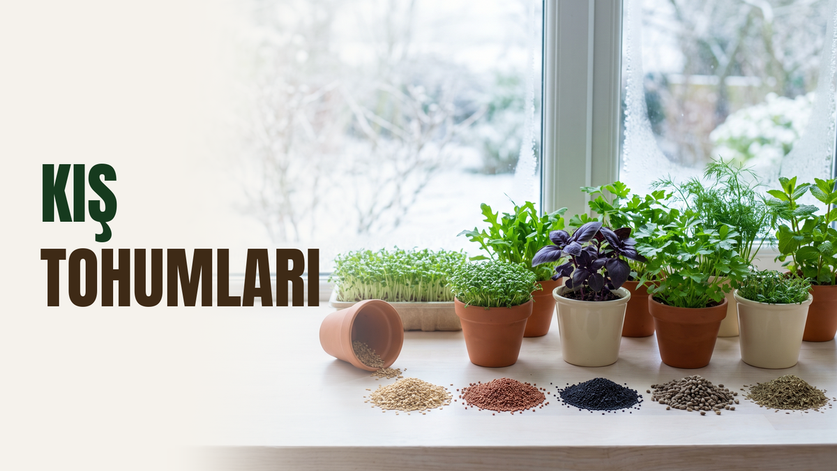 Kış aylarında ekilecek tohumlar – pencere önünde saksılarda tere, roka, mor fesleğen, maydanoz, dereotu ve nane, önde tohum yığınları, camın ardında karlı kış bahçesi