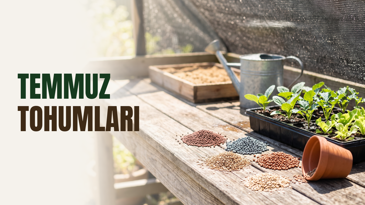 Temmuz ayında ekilecek tohumlar – yaz sıcağında gölgelik file altında viyolde lahana, karalahana ve marul fideleri, önde lahana, karalahana, havuç, turp ve marul tohumu yığınları, yanında çinko süzgeç