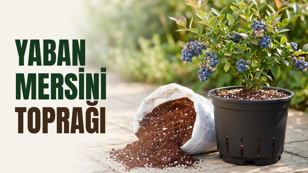 Yaban mersini toprağı ve saksı setleri – yan yarıklı, yükseltilmiş ayaklı siyah drenajlı saksıda meyve vermiş yaban mersini çalısı, yanında baskısız çuvaldan dökülmüş perlitli ince asidik toprak karışımı