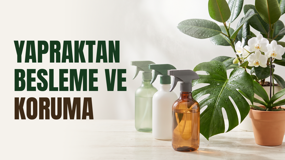 Yapraktan besleme ve koruma – taze püskürtülmüş monstera ve orkide yaprakları üzerinde su damlacıkları, önde üç adet baskısız 500 ml tetikli sprey şişesi