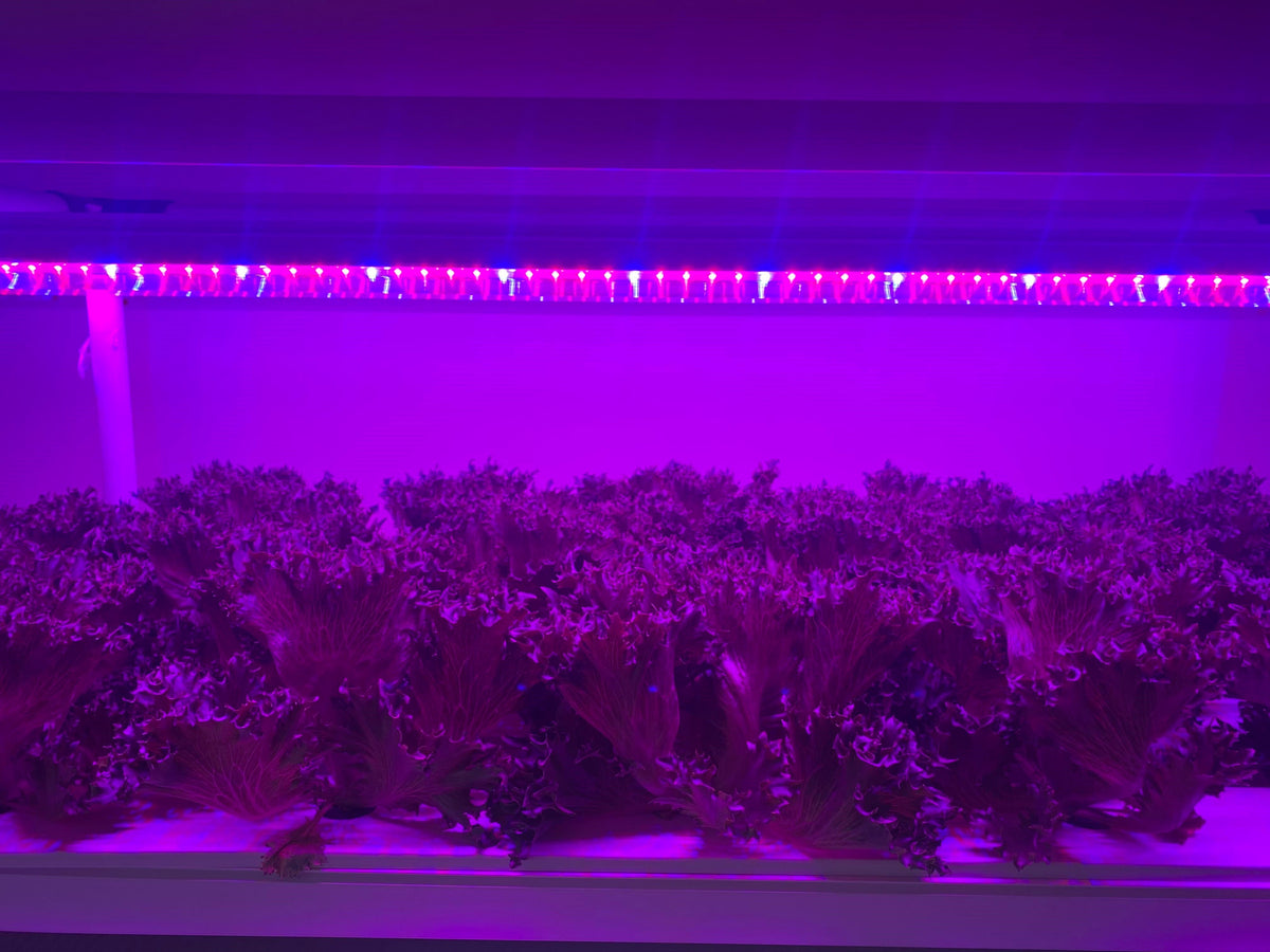 120 cm Kanal Ayarlı LED Yetiştirme Barı – Kırmızı, Mavi, Beyaz; FR ve UV-A Seçenekli