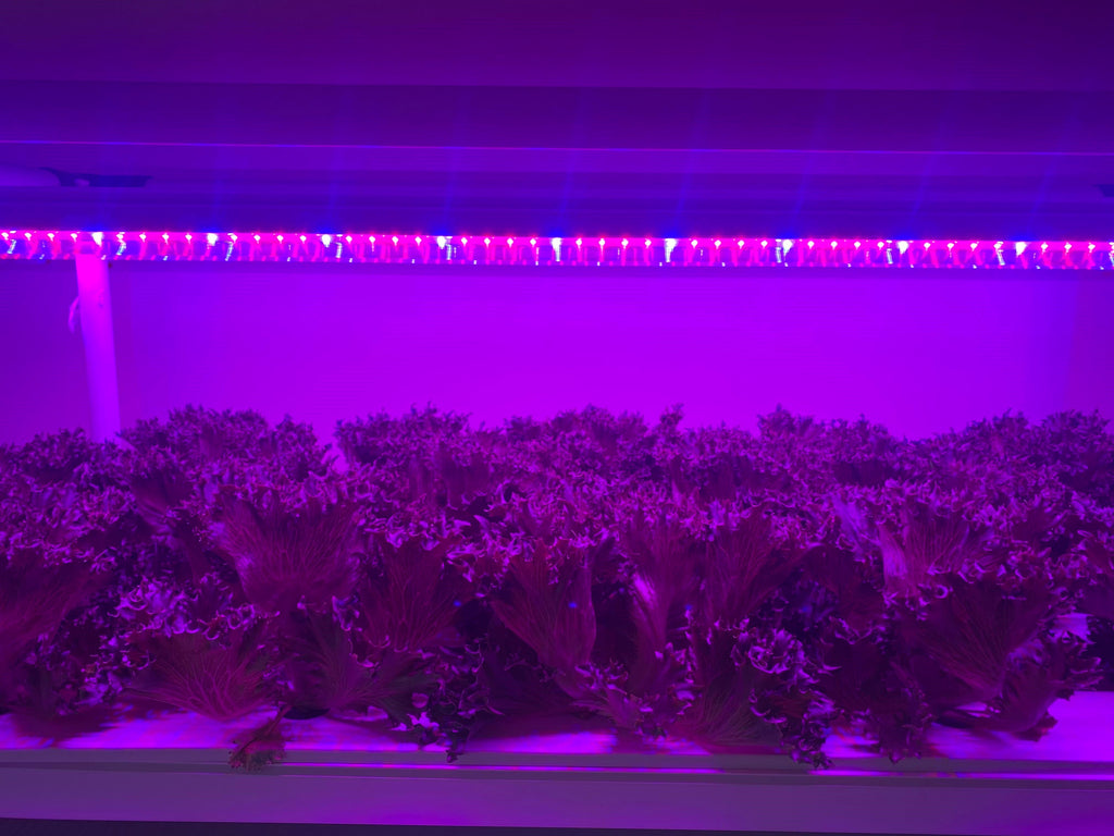 120 cm Kanal Ayarlı LED Yetiştirme Barı – Kırmızı, Mavi, Beyaz; FR ve UV-A Seçenekli