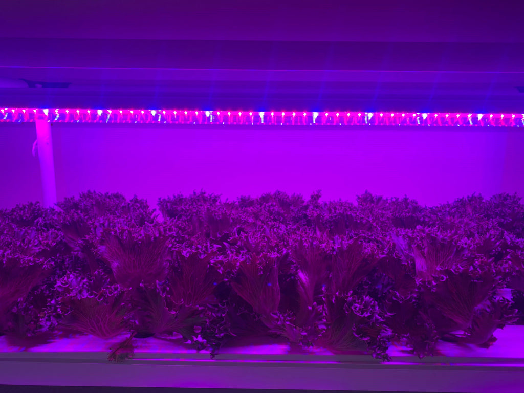 120 cm Kanal Ayarlı LED Yetiştirme Barı – Kırmızı, Mavi, Beyaz; FR ve UV-A Seçenekli