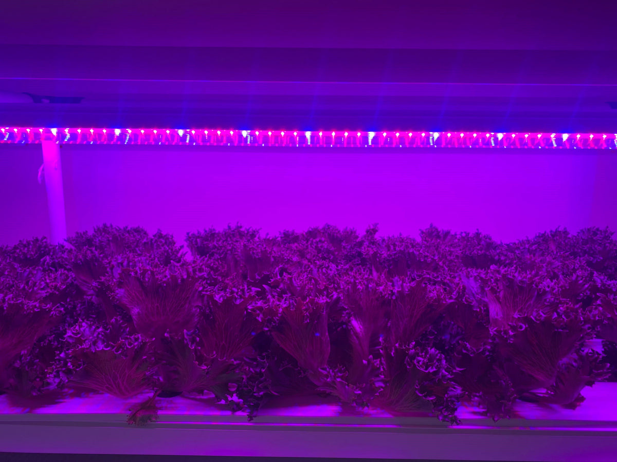 120 cm Kanal Ayarlı LED Yetiştirme Barı – Kırmızı, Mavi, Beyaz; FR ve UV-A Seçenekli