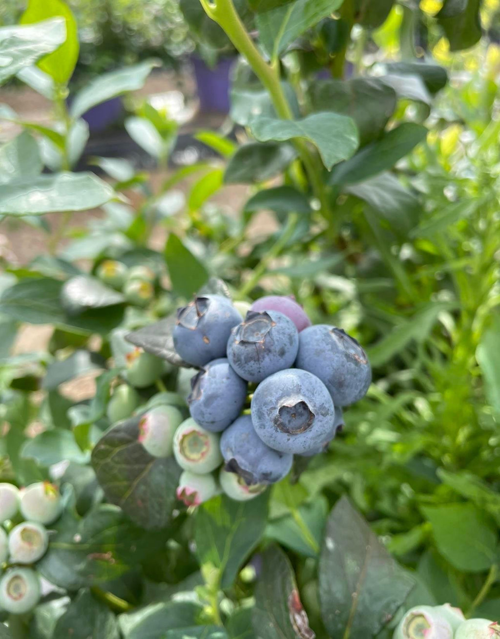 Asit Sever Bitkiler İçin Torf Harcı Saksı Mix Blueberry Mix – pH 3,8–4,8, 40 Litre