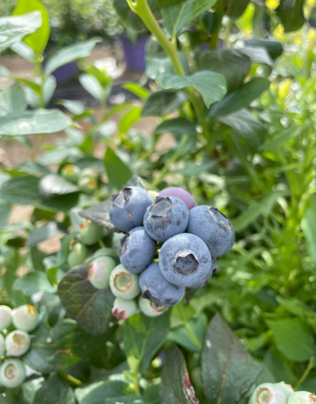 Asit Sever Bitkiler İçin Torf Harcı Saksı Mix Blueberry Mix – pH 3,8–4,8, 40 Litre