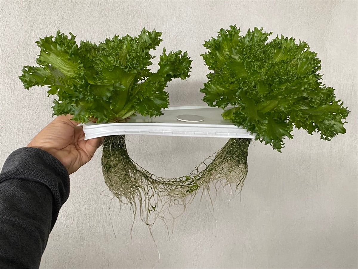4 Litrelik Kratky Su Kültürü Kabı – Pompasız, Üç File Saksılı Hidroponik Set