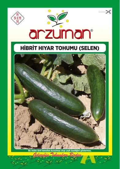 Arzuman Selen F1 oturak hıyar tohumu paketi – toprak üzerinde yatan koyu yeşil, düzgün gövdeli iki taze hıyar görseli