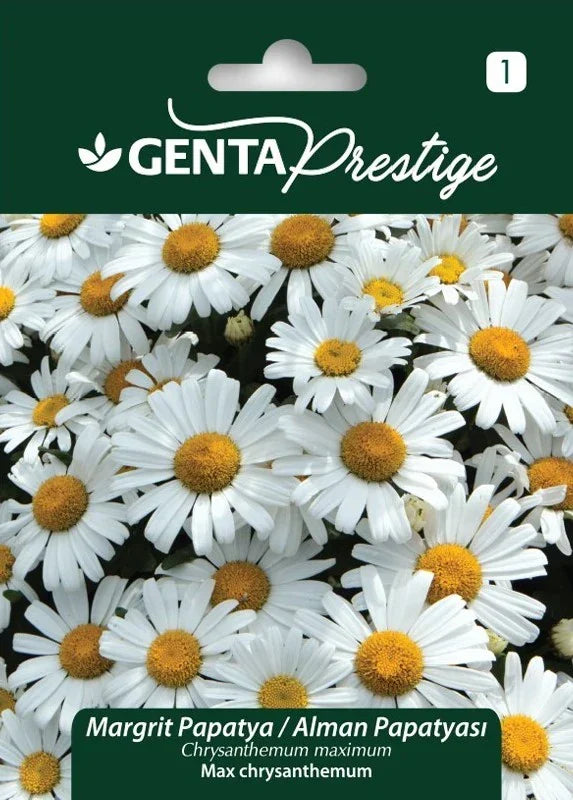 Genta Prestige Margrit Papatya (Chrysanthemum maximum) Tohumu – Çok Yıllık, Kolay Yetişen Bahçe Papatyası - ambalajlı tohum ürünü görseli