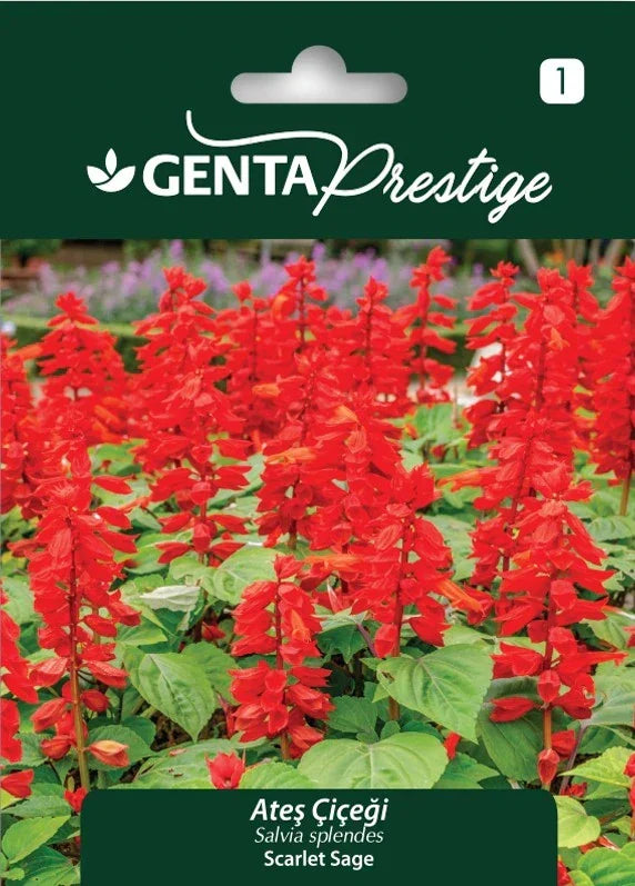 Genta Prestige Ateş Çiçeği Tohumu (Salvia splendens) – Alev Kırmızısı, Hızlı ve Yoğun Çiçeklenme - ambalajlı tohum ürünü görseli