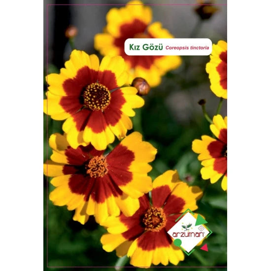 Arzuman kız gözü tohumu paketi – sarı taç yaprakları ve bordo göbek halkası olan Coreopsis çiçekleri yakın çekim görseli