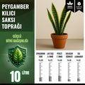 Peygamber kılıcı (Sansevieria cylindrica) için saksı toprağı paketi