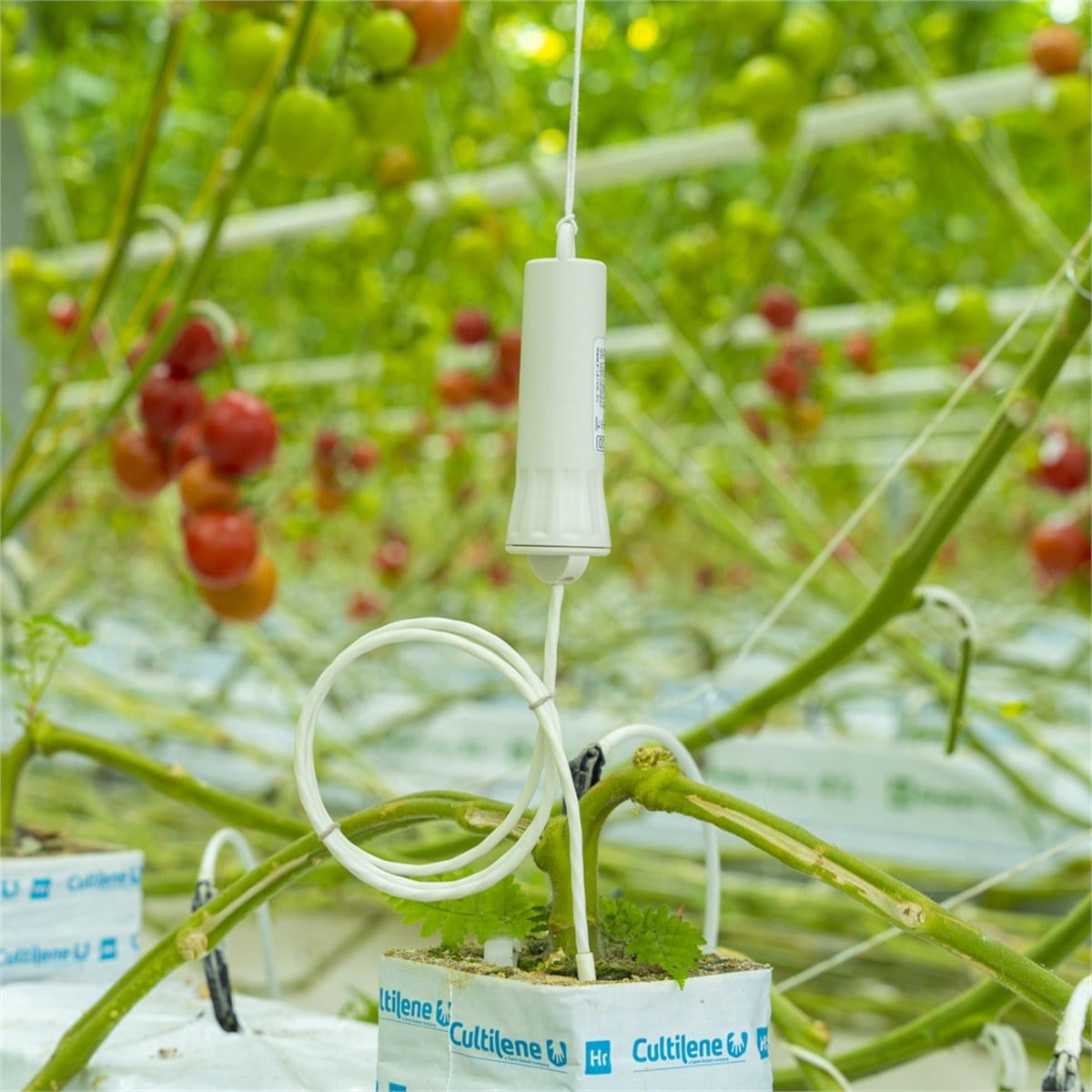 Aranet T-Probe Kablolu Problu Kablosuz Sıcaklık Sensörü – Toprak, Sıvı ve Yüzey İçin, 5 m